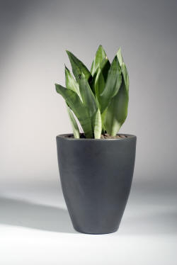 سانسیویریا مهتابی